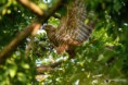 /album/galleria-fotografica/falco-pecchiaiolo-08082018-157-jpg/